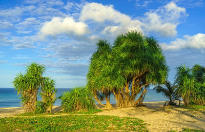 Mango Wood: A Sustainable Treasure