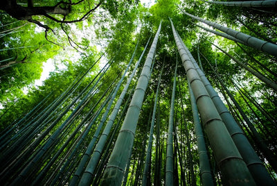 The Potential of Bamboo: How & Why do we use Bamboo for Sustainable Goods