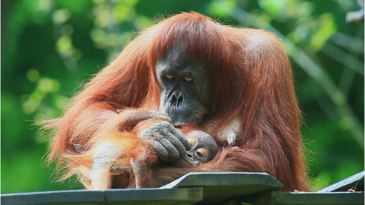 Cute Orangutan with Baby