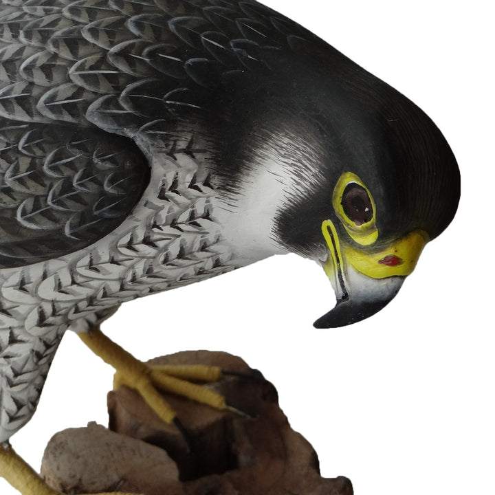 Peregrine Falcon Bird